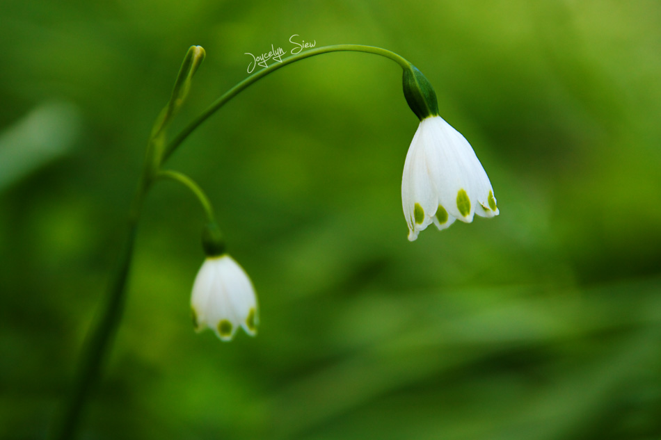 Spring Snowflake – Joycelyn Siew