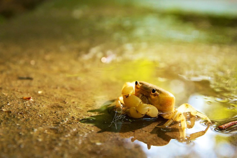 Geothelphusa albogilva 2