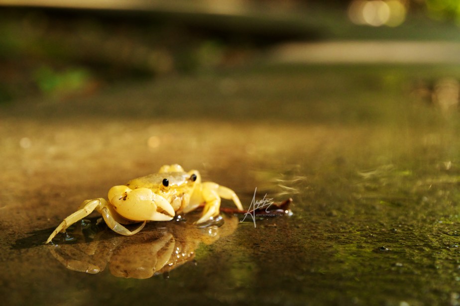 Geothelphusa albogilva