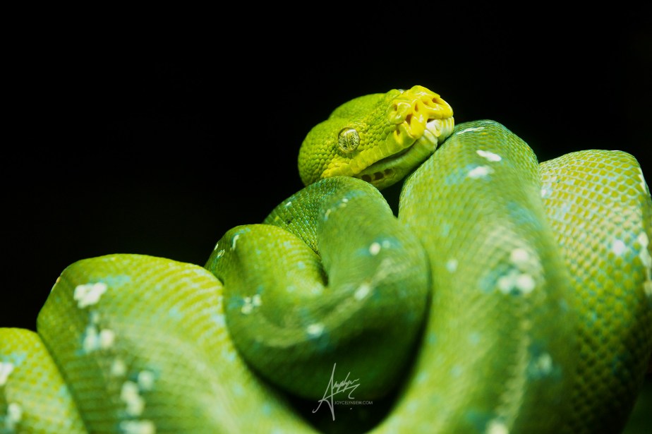 Green Tree Python