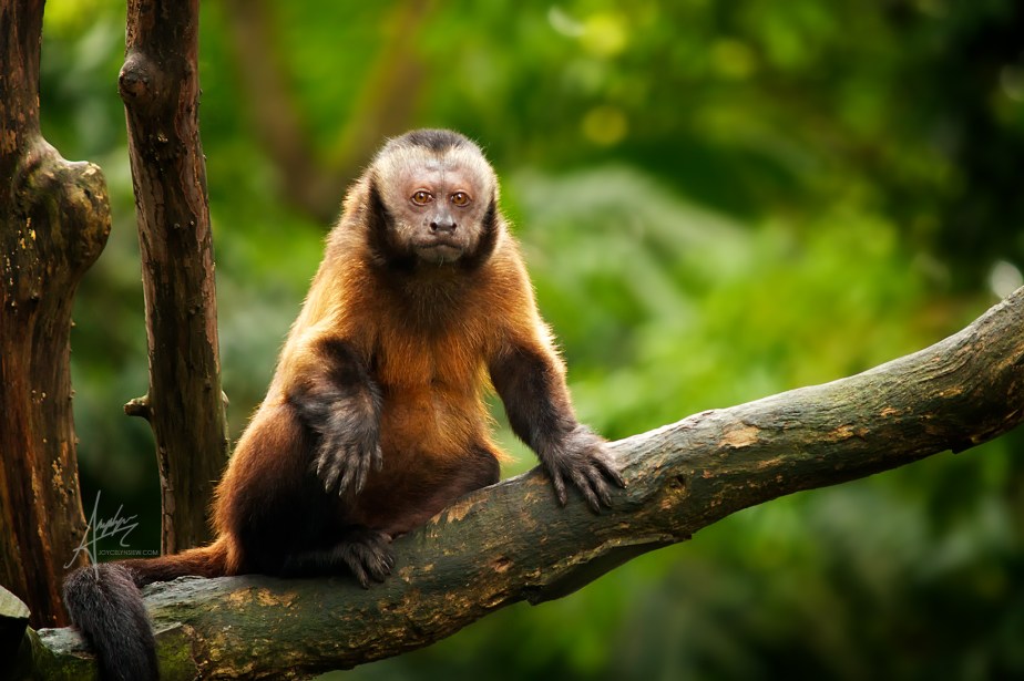 Tufted Capuchin