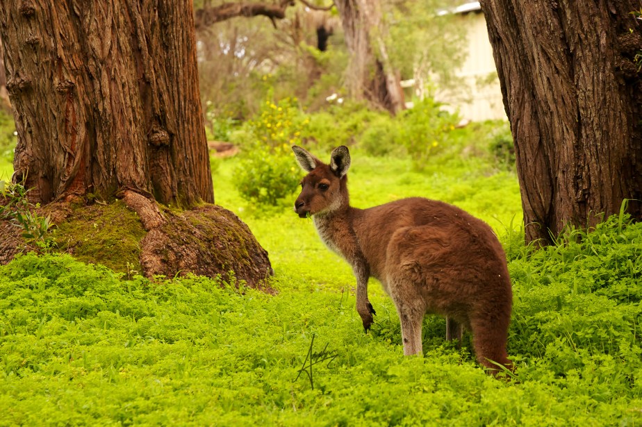 Western Grey Kangaroo